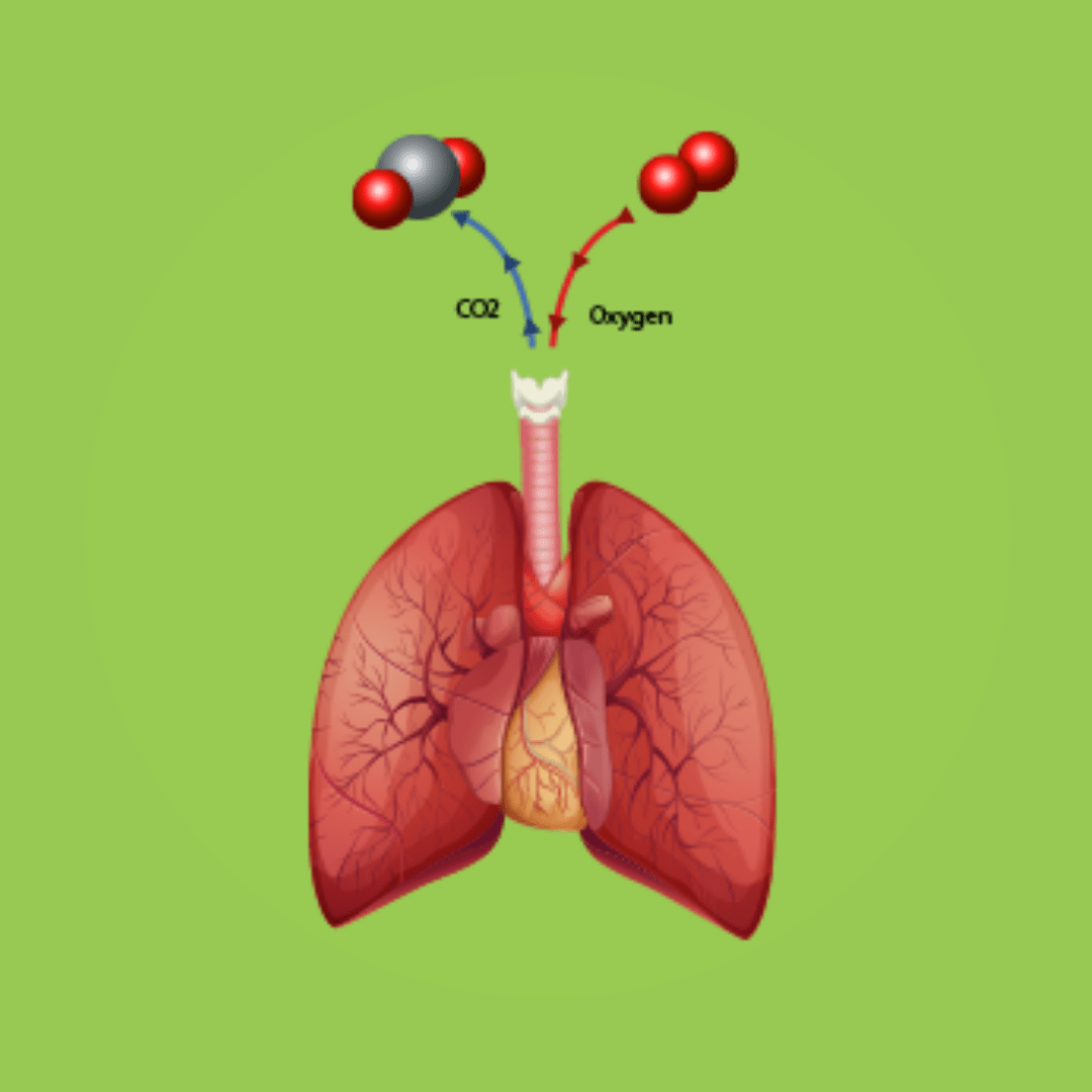 Gas Exchange in Living Organisms